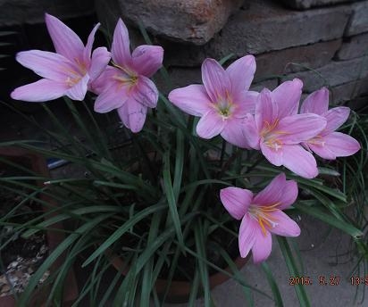 紅花韭蘭 風雨蘭 白色風雨蘭 盆栽花 庭院易種植